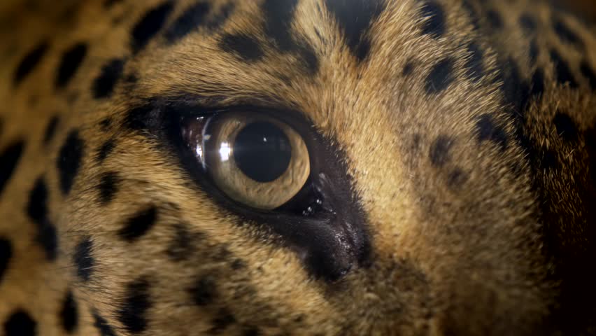 Leopard (Panthera pardus) eye detail Royalty-Free Stock Footage #1022693980
