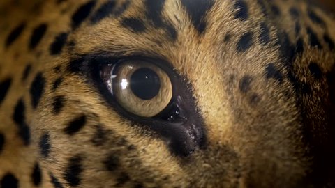 Leopard (Panthera pardus) eye detail
