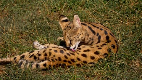Serval (Leptailurus serval) licking its fur grooming hygiene