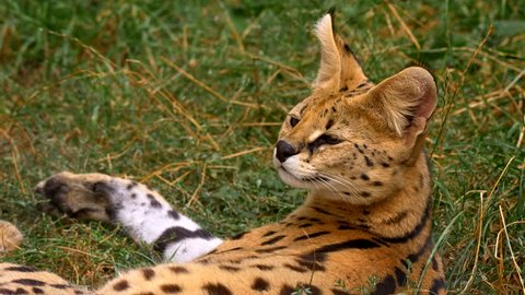 Serval (Leptailurus serval) resting in grass