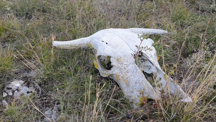 Cow skull in grass in mountain. Dead animals. Bone remnants lying in field. Drought season