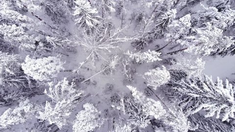 Winter woodland top-down aerial shot, white snow covering trees, light snowstorm in air. Camera move up while hover over sparse growing fir trees, look straight down