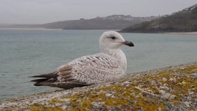 Video of a young seagull sitting on a wall with the sea in the background in Cornwall