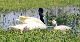 A pair of Black Neck Swans, with their cygnets, swimming on a lake, with a soft breeze blowing, and with their reflection on the water. 4K Video.