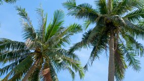 View up or bottom view coconut palm trees forest in sunshine. Royalty high-quality free video footage image scenic view tall coconut palm tree with sun light in the forest when looking up blue sky