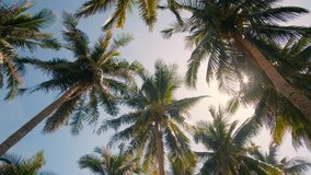 View up or bottom view coconut palm trees forest in sunshine. Royalty high-quality free 4k stock video footage scenic view tall coconut palm tree with sun light in the forest when looking up blue sky