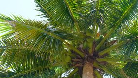 View up or bottom view coconut palm trees forest in sunshine. Royalty high-quality free video footage image scenic view tall coconut palm tree with sun light in the forest when looking up blue sky
