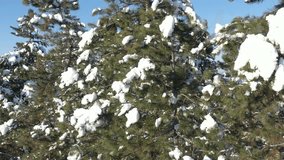 Ascending on evergreen tree by winter 4K drone video