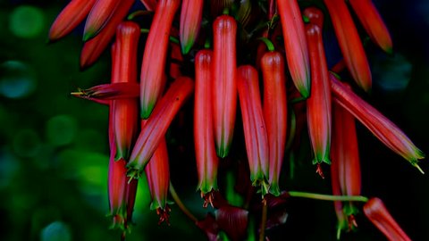 Aloe Vera - Flower