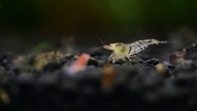 Orange eye tiger shrimp in freshwater tank aquarium hobby 4K video