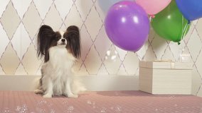 Papillon dog celebrates birthday with gifts, balloons and soap bubbles stock footage video