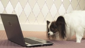 Papillon dog studies information in a laptop stock footage video