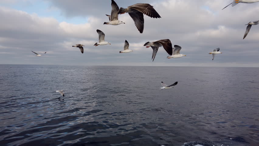 Gulls, Gannets, Whalewatching and Birdwatching, Bermeo, Bizkaia, Cantabrian Sea, Basque Country, Spain, Europe | Shutterstock HD Video #1022733760