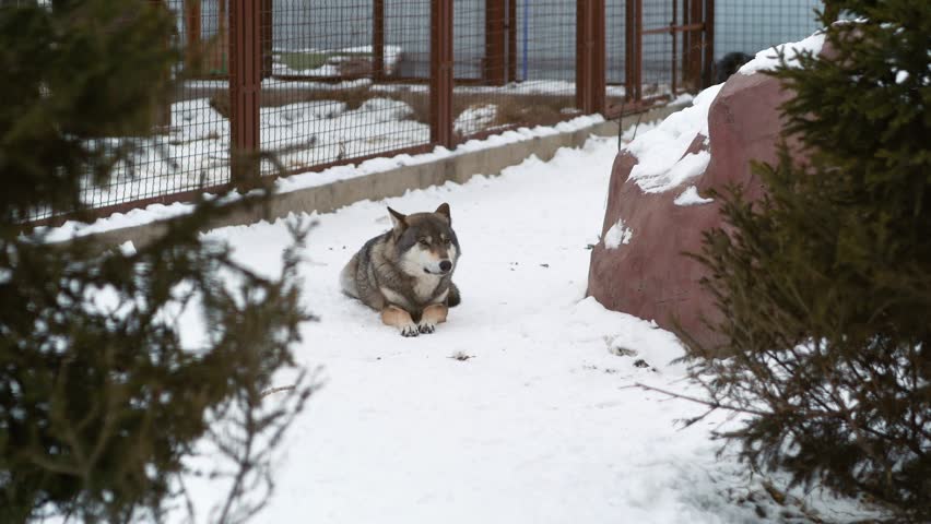 Beautiful gray wolf lies on the snow at the zoo. Canine predator resting after the hunt