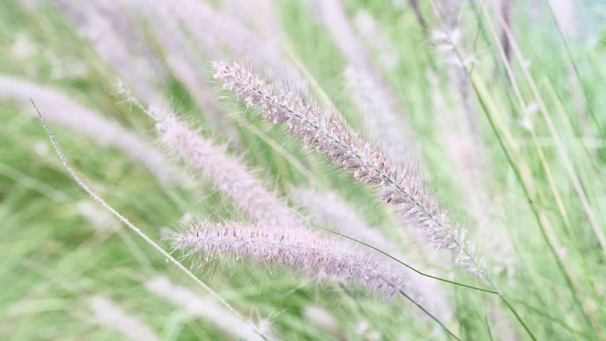 4K, Grass flower on the wind in graden for background