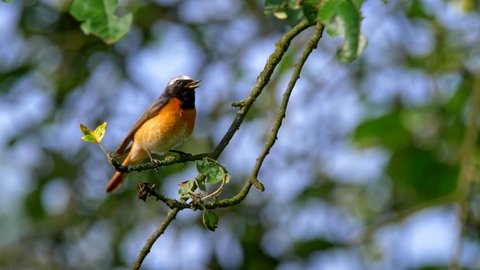 Common redstart (Phoenicurus phoenicurus) perched on a twig