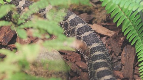 Snake Slithering across a Forest Floor in 4K