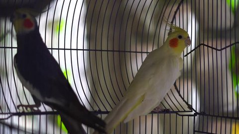 Slow motion shot of tropical caged birds