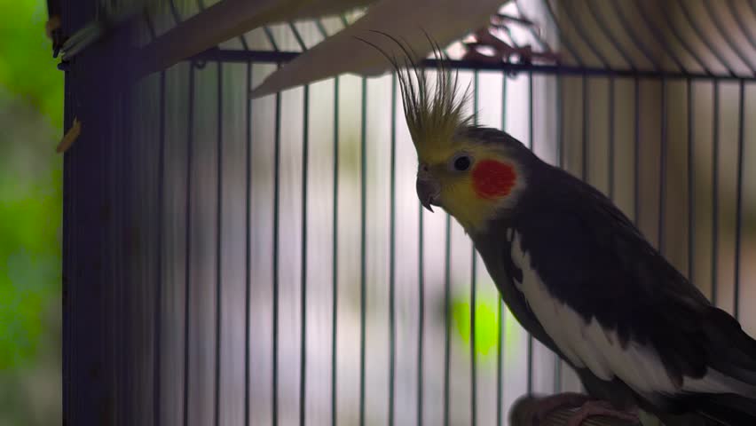 Slow motion shot of tropical caged birds