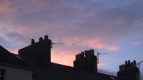 Birds flying on thermals in the sky gulls 4k UK