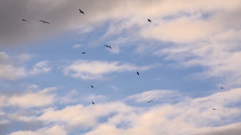 Birds Flying On Thermals Sky Gulls Stock Footage Video (100% Royalty ...