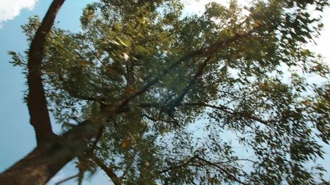Green Forest Trees Against Blue Sky and Summer Sun. Looking Up From Car Window. 4K Slowmotion Motion Shot. Bali, Indonesia.