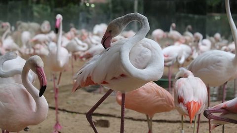 Brazil, Foz do Iguasu - January 8, 2019: Close up on a group of flamingoes. Bird Park in Iguazu Falls - Parque das Aves