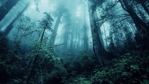 Fantasy Forest Pan Video De Stock 100 Libre De Droit Shutterstock