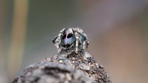 Peacock spider, Male Maratus chrysomelas. Starts facing away, spins to face and acts inquisitive. Macro static shot