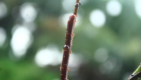 Beautiful visuals of Millipedes captured in rainy season. Lifestyle of Millipedes are curious to watch.