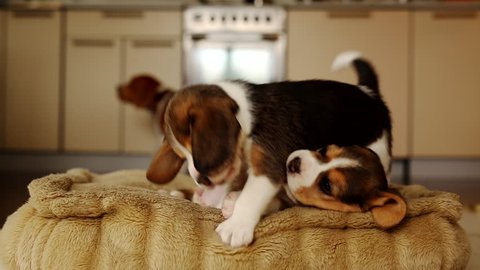 Two cute small puppies beagle are playing in a pet bed