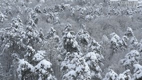 Slow flight above snowed tree tops 4K aerial video