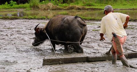 farmer in a rice field with Buffalo, philippines