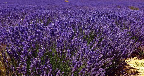 Violet lavender flowers. Natural cosmetics ingredients.