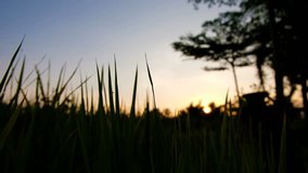 Silhouette Rice paddy field worms eye view landscape background with bug in sunset time, at chiang mai thailand, UHD 4K video with copy space