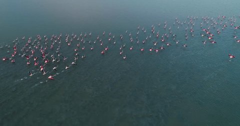 Aerial: Flock of Wild Flamingos Flying Over Salt Lake. Slow Motion 60fps
