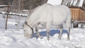 White horse gets food under the snow. Winter landscape in snow covered village. slow motion