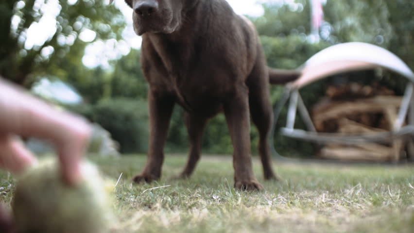 Handsome adult brown labrador retriever dog playing with a tennis ball outdoors in slow motion.