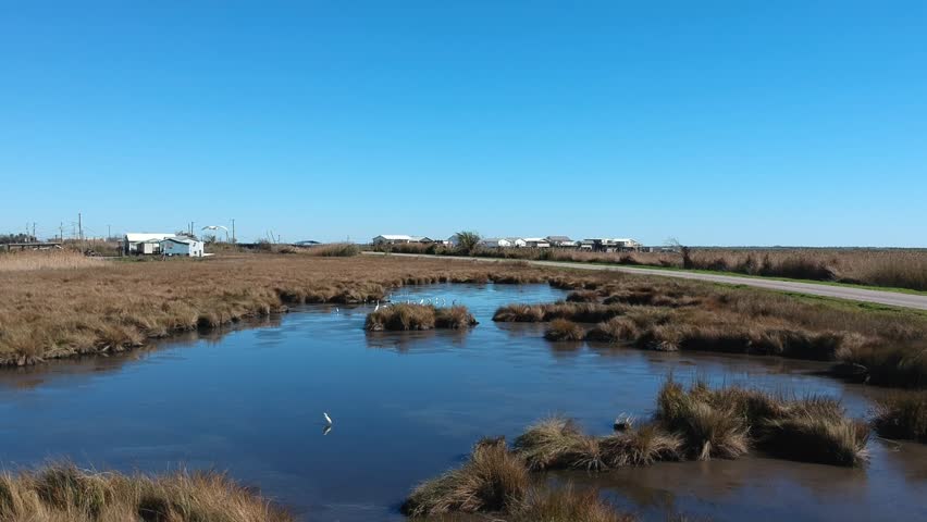 Tracking shot along bog in swamp over cranes and tall grass with clear blue sky