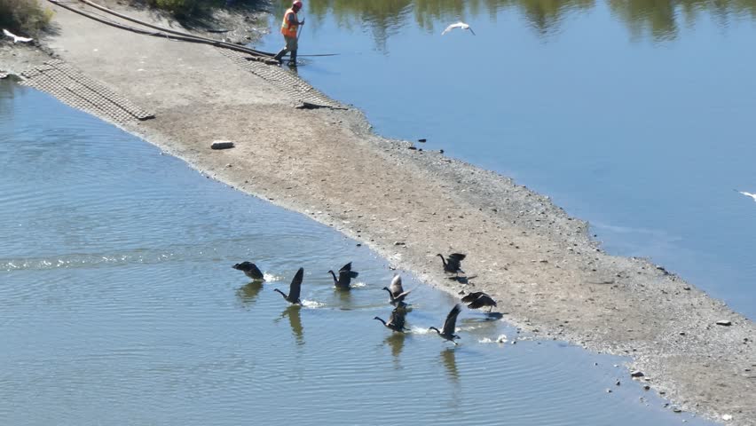 Canadian Geese Taking Flight From Pond 4 K Video