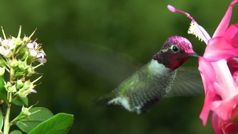 This is a video footage of a male and a female hummingbirds visit the pink flower one by one as if they are taking turns.