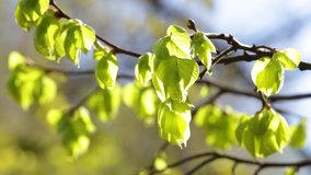 Closeup macro video of first spring foliage growing at tree branches outdoors in soft charming sunlight. Beautiful springtime nature background. Real time full hd footage.