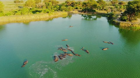 Aerial view of group of Hippos in the lake. Flying above Hippopotamus in river in African wilderness.