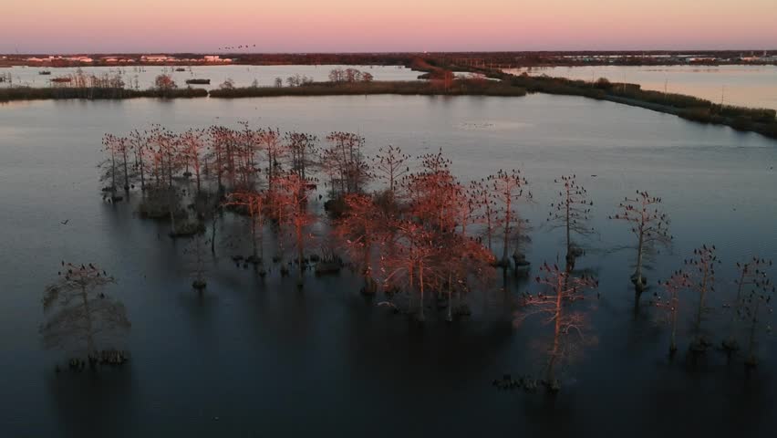 Downward crane shot of trees in middle of marsh with several birds at rest for stunning sunset