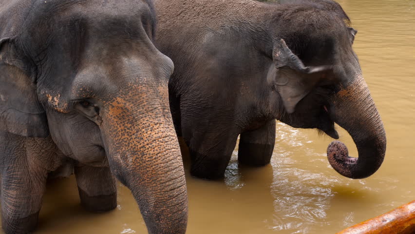 Elephant picking Papaya slice from the man hands