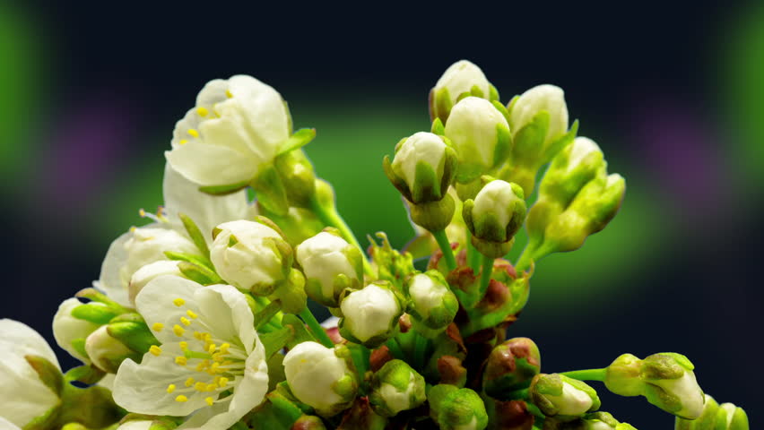 Cherry blossom timelapse. Cherry fruit tree flower growing, blooming and blossoming time lapse video against a dark background with magnolia flowers blossoming in the background.  Royalty-Free Stock Footage #1022827879
