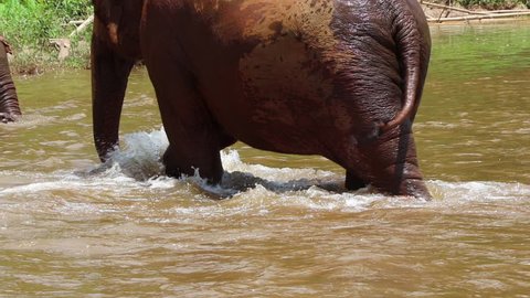 Elephant feet walking through a river in slow motion.