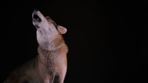 a hybrid of german shepherd and wolf, called wolfdog, is howling in the studio with black background, 2 takes with audio