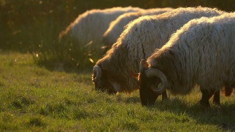 Flock of Sheep Ewe Pastures sunlight