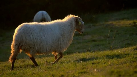 Sheep beautiful Ewe  walking in  Pastures countryside slow motion sunset sunlight